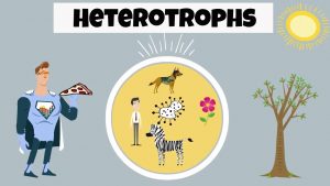 What is a Heterotroph?