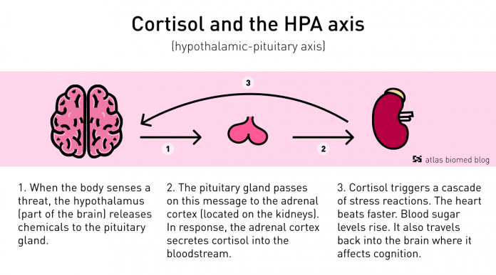 How to reduce cortisol?